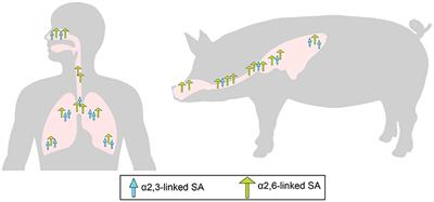Adaptation of Human Influenza Viruses to Swine